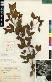 Image result for Warneckea cordiformis