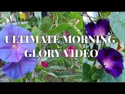 Cantik kan bunga pokok lidah mertua ini? Ultimate Morning Glory Video Bunga Seri Pagi Ep 3 Youtube