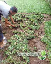 Jual Rumput Gajah Mini 2019 Harga Termurah Di Jakarta Tanggerang