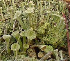 Image result for Orestias foliosa