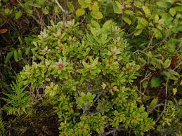 Image result for Myrsine