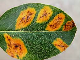 Image result for rez rzivost ostru%u017Einy