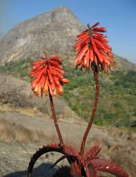 Image result for Aloe cameronii