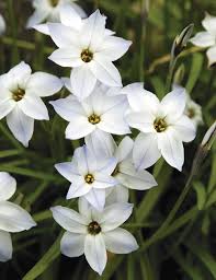 Check spelling or type a new query. Spring Star Flower Star Bright Tesselaar