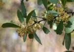 Image result for Gymnosporia oxycarpa