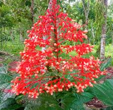 Image result for Clerodendrum umbellatum
