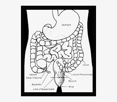 Also Call The Large Intestine The Colon Is The Last Cartoon Drawing Of Digestive System Transparent Png 526x640 Free Download On Nicepng Here you can explore hq intestine transparent illustrations, icons and clipart with filter setting like size, type, color etc. also call the large intestine the