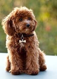 Black And White Cocker Spaniel Poodle Mix Cockalier Poodle Cocker Spaniel Cavalier King Charles Spaniel And Miniature Poodle By Therese In 2020 Cute Animals Puppies Cute Puppies