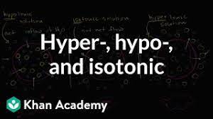 An animal cell is placed into a hypertonic solution. Hypotonic Isotonic And Hypertonic Solutions Tonicity Video Khan Academy
