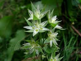 Image result for Swertia eminii