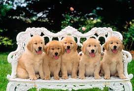 If you are, then you must be wondering where and how to find the best option. Golden Retriever Puppies My Favorite Golden Retriever Dogs Golden Retriever Most Popular Dog Breeds