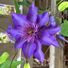 Image result for Clematis