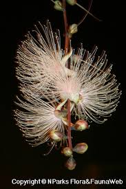 Image result for Barringtonia