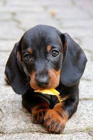 Top 5 Most Affectionate Dog Breeds Cute Animals Puppies Pets