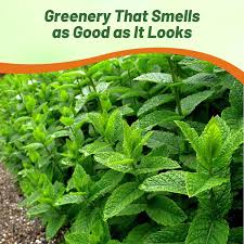 Image result for Mentha