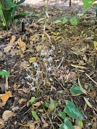 Image result for Xerophyta kirkii