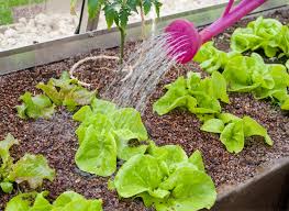 Mes plants de tomates n'ont jamais été malades de quoi que ce soit, ni les oignons, ni les haricots, ni les fraisiers, ni les carottes, ni les aubergines, ni les la seule chose que je fais, c'est de couper les feuilles de la base du plant des tomates, pour éviter qu'elles ne jaunissent (c'est souvent par là que. Quand Et Comment Arroser Son Jardin