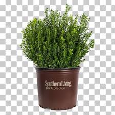 Buxus Microphylla Shrub Garden Plant Hedge Png Clipart Box Buxus Microphylla Evergreen Flowerpot Food Drinks Free Png Download Seeking more png image jeb bush png,rose bush png,george w bush png? buxus microphylla shrub garden plant