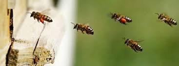 This is the initial step to create an effective pest control cherry hill nj program. Pest Control Spider Control Manchester Nj