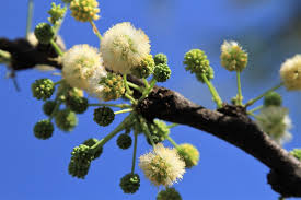 Image result for Acacia pilispina