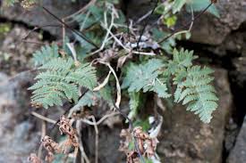 Image result for Aleuritopteris