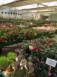 Flowers Market In Benagalbon Malaga Malaga Plants Flowers