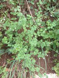 Image result for Clinopodium vernayanum