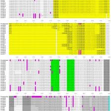 Image result for Ceropegia gracilidens