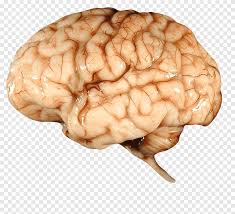 How Your Brain Works Desktop Real People Desktop Wallpaper Png Pngegg