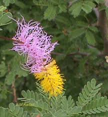 Image result for Alantsilodendron pilosum