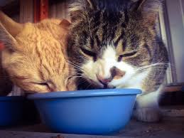 Adopt a barn cat and save a life. Managing Barn Cats Cartermere Farms