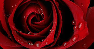 Rose Hd Full Screen 2 Wallpaper Rose Flower Images Rose Pictures And Backgrounds Rose Flower Wallpaper Red Flower Wallpaper Rose Wallpaper