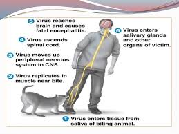 The incubation period, or the amount of time from bite to clinical signs of rabies, can vary from mere days to six months or more. Rabies Rabies Learning Outcomes At The End Of This Lecture The Students Will Be Able To Define Rabies Its Epidemiology Mode Of Transmission Describe Ppt Download