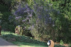 Image result for Freylinia