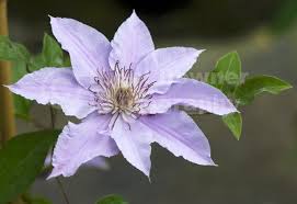 New luiza™ evipo068 new pot size: Italian Leather Flower Purple Clematis Filigree Clematis Viticella Syn Evipo029