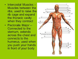 Further, there are two superior and two inferior processes meant for articulation with the neighbouring vertebra. Muscular System Ppt Video Online Download