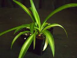 Image result for Chlorophytum minor
