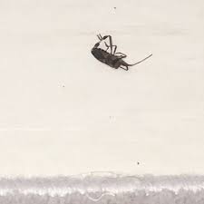 Hilfe Kafer Kommen In Die Wohnung Rein Was Sind Das Fur Viecher Natur