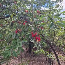 Image result for Globimetula mweroensis