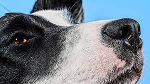 The Quest To Make A Bot That Can Smell As Well As A Dog Wired
