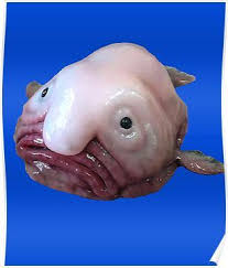 Blob Fish Poster By Ttuniques In 2021 Blobfish Fish Ocean Dwellers
