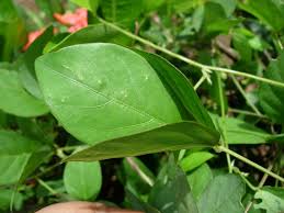 Image result for Teramnus repens