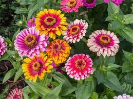 Maybe you would like to learn more about one of these? Sunflowers Sweet Peas Zinnias And More With Joseph Tychonievich A Way To Garden
