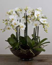 Phalaenopsis Orchid In Large Glass Vase Allissias Attic Vintage French Style Orchid Flower Arrangements Orchids Indoor Orchids