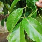 Image result for Pseudospondias microcarpa