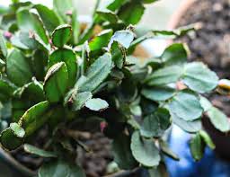 It gets its name from the fact that it usually blooms over the holiday period, bringing bright colour to your home during the dark and grey months. Christmas Cactus Blooming How To Get A Holiday Cactus To Flower