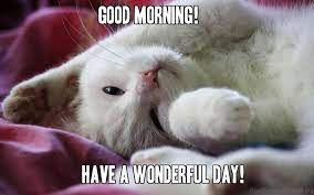 73 Good Morning Wishes For Cat Lovers