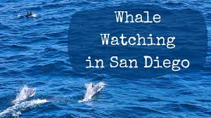 H&m landing has long been the pioneer in west coast whale watching since 1953. Whale Watching In San Diego Maria Abroad