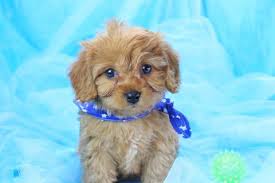 My smart puppy package includes: Puppies For Sale Happytail Puppies Home