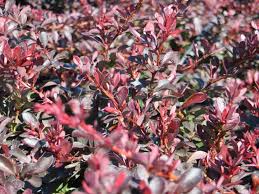 Image result for Berberis thunbergii